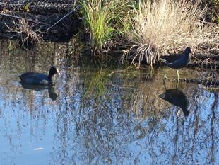 大鷭(オオバン)【2024年11月30日】