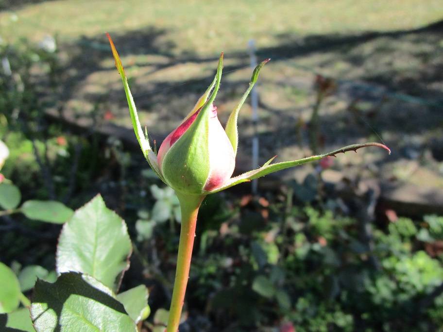薔薇(バラ)花壇【2024年11月24日】の写真