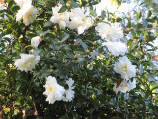 山茶花(サザンカ)の花【2024年12月4日】