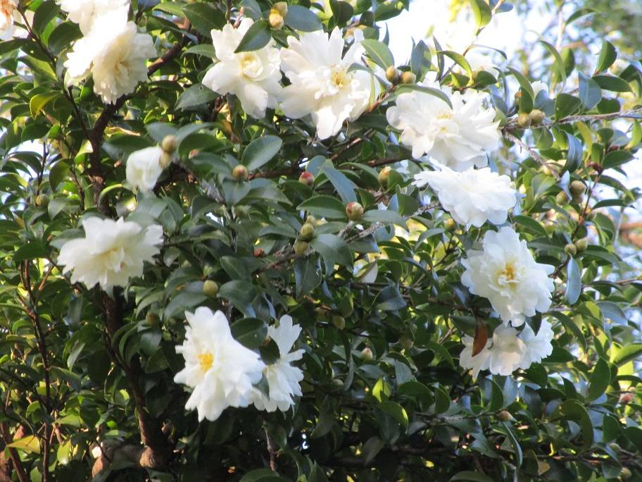山茶花(サザンカ)の花【2024年12月4日】の写真