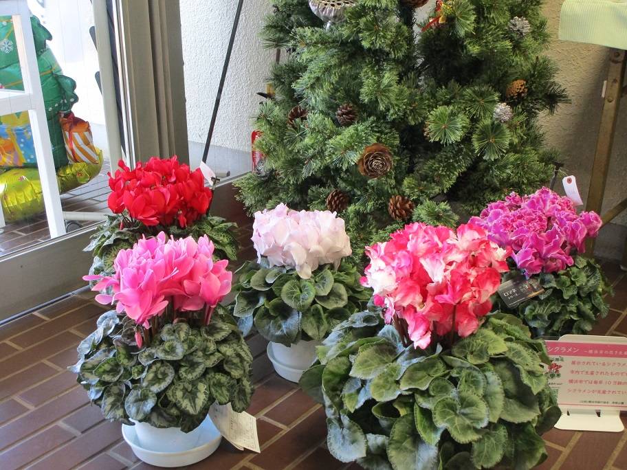 横浜花き展覧会のお花(シクラメン)【2024年12月18日】の写真