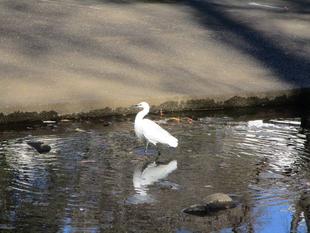 小鷺(コサギ)【2024年12月23日】