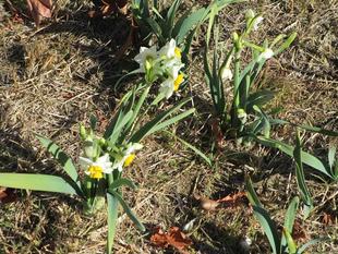 日本水仙（ニホンスイセン）開花【2025年1月26日】