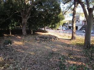 バイオネスト【2025年1月17日】