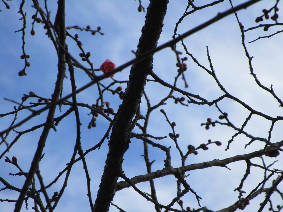 紅梅の開花【2025年1月14日】の写真