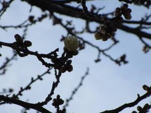 白梅の開花【2025年1月19日】