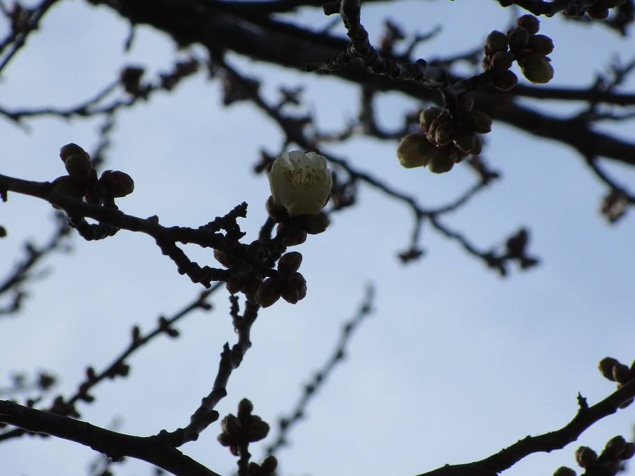 白梅の開花【2025年1月19日】の写真