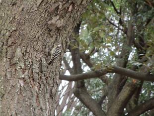 小啄木鳥（コゲラ）【2025年1月16日】