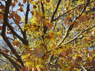 マンサク（満作・万作）の花が満開【2025年2月27日】