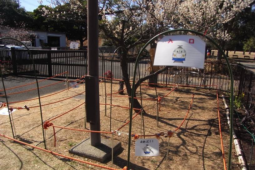 白梅の迷路【2025年2月26日】の写真