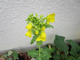 菜の花（ナノハナ）開花【2025年2月3日】