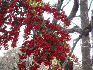 ピラカンサの実と野鳥たち【2025年2月6日】