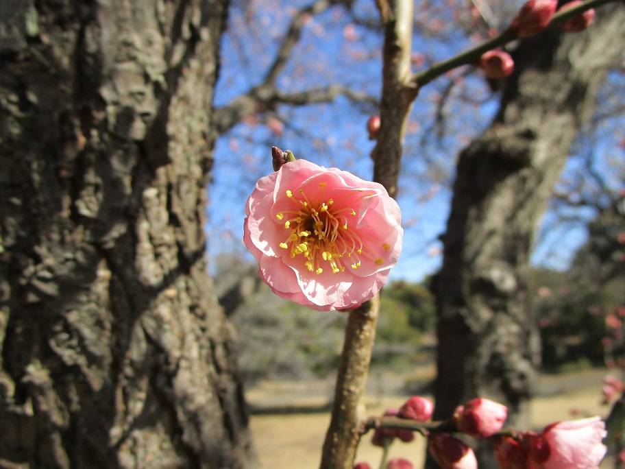 〔岸根公園〕梅の開花情報【2025年2月23日】の写真