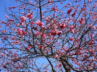〔岸根公園〕梅の開花情報【2025年2月6日】