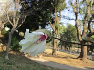 「ハクモクレン」と「コブシ」の花が満開になりました。