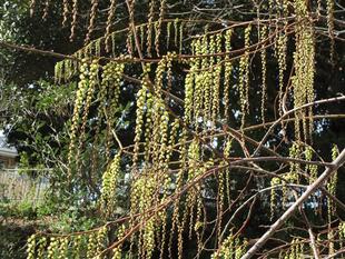 キブシ（木五倍子）の花