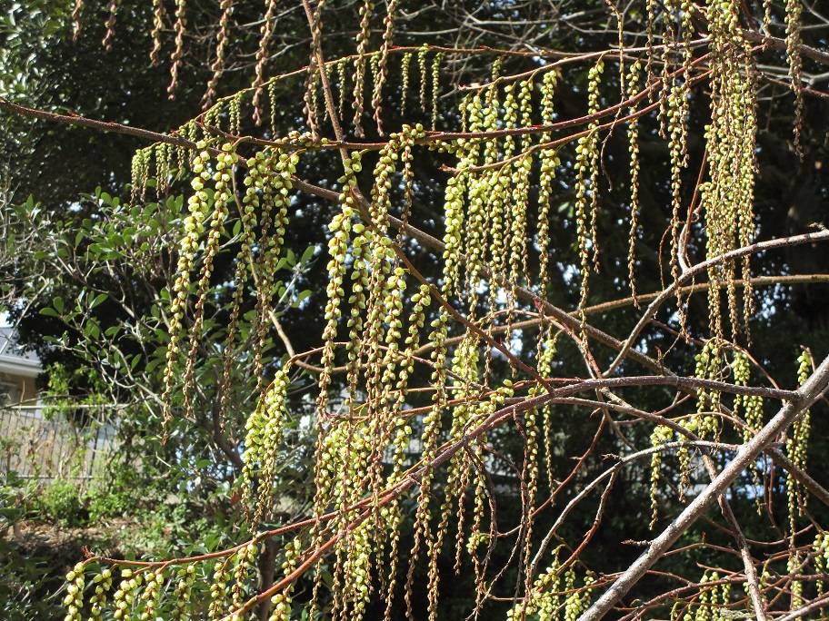 キブシ(木五倍子)の花の写真