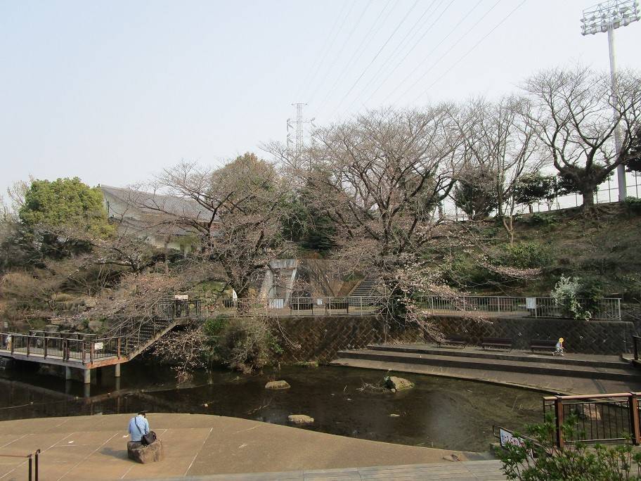 〔岸根公園〕桜開花情報【2025年3月26日】の写真