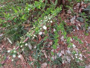 雪柳（ユキヤナギ）開花【2025年3月11日】