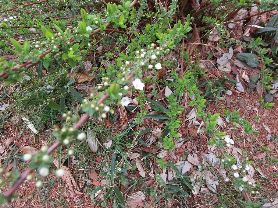 雪柳(ユキヤナギ)開花【2025年3月11日】の写真
