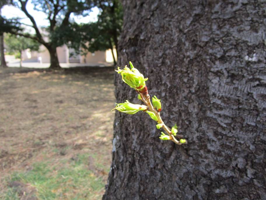 〔岸根公園〕桜開花情報【2025年3月20日】の写真