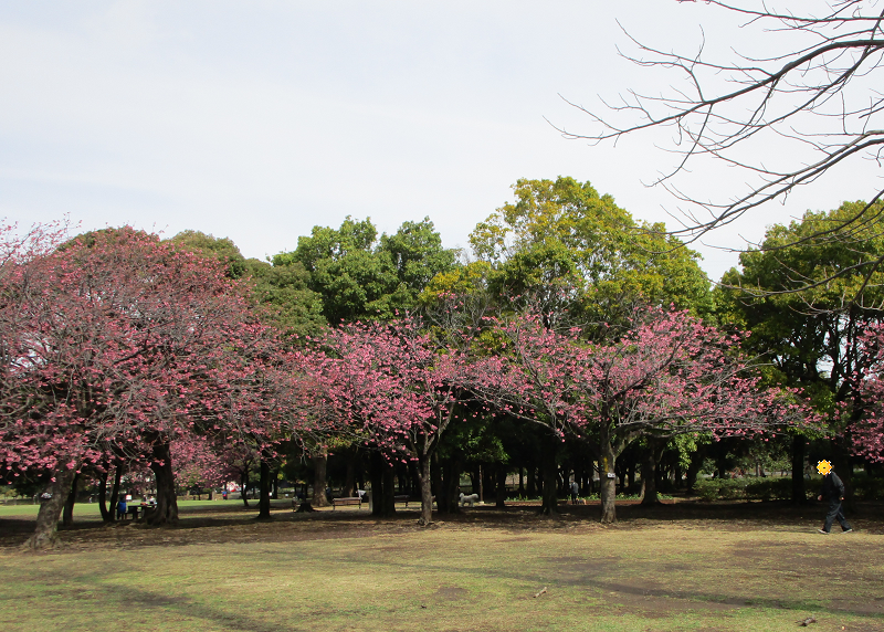 〔岸根公園〕桜開花情報【2025年3月30日】の写真