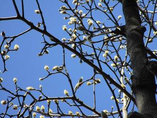 早春を告げる白木蓮（ハクモクレン）の蕾【2025年3月7日】