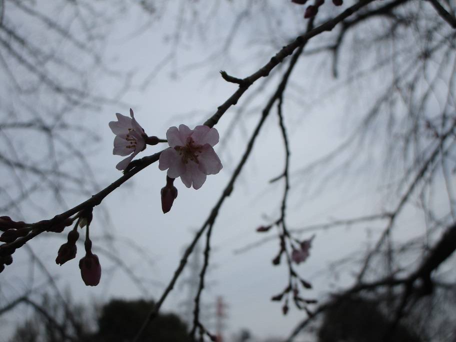〔岸根公園〕桜開花情報【2025年3月23日】の写真
