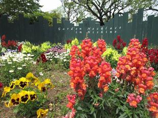 第13回港北オープンガーデン【2025年4月18日】