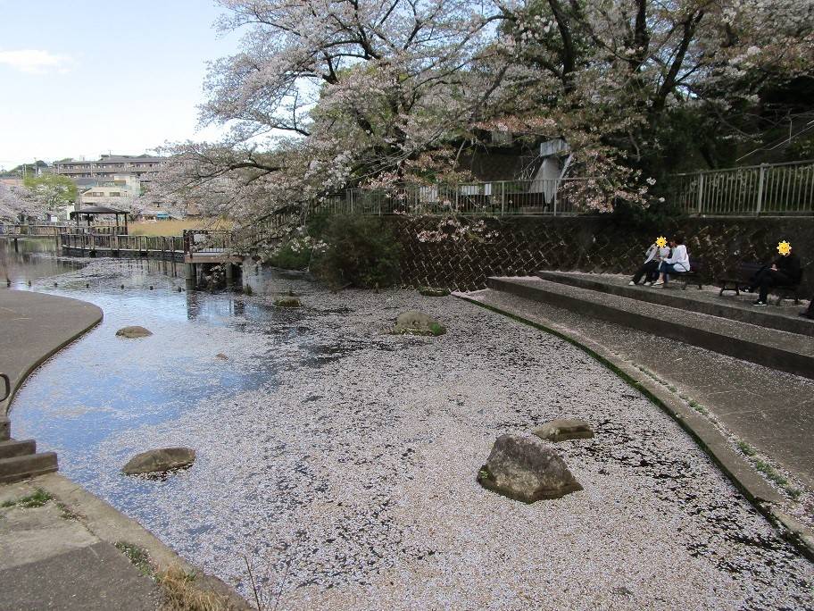 〔岸根公園〕桜開花情報【2025年4月9日】の写真