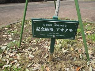 青梻(アオダモ)の花【2025年4月17日】