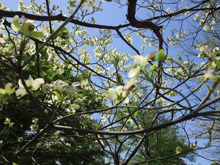 花水木(ハナミズキ)【2025年4月14日】