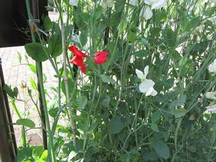 赤いスイートピー【2025年4月29日】