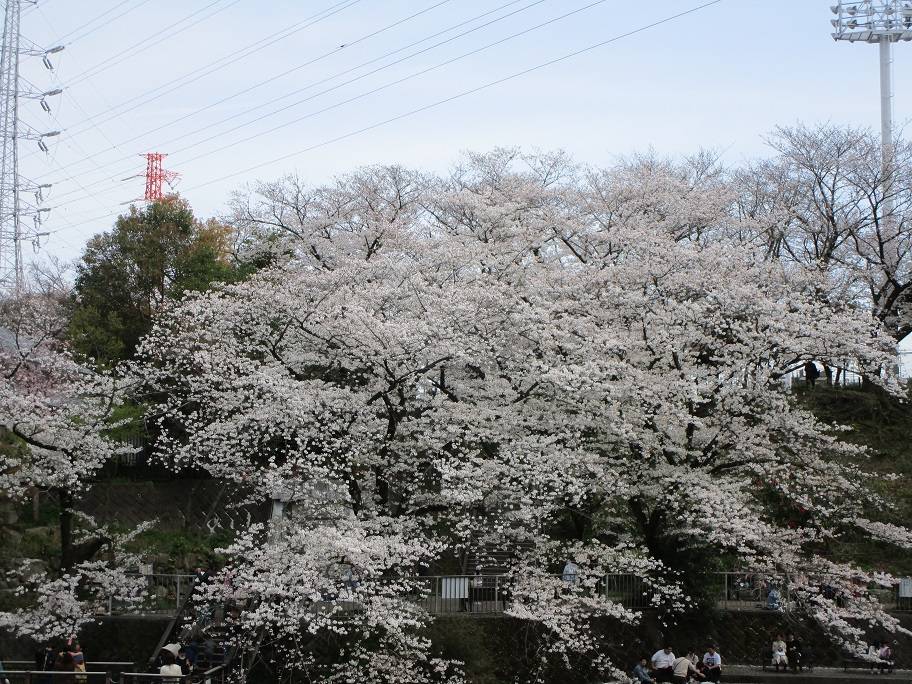 〔岸根公園〕桜開花情報【2025年4月5日】の写真