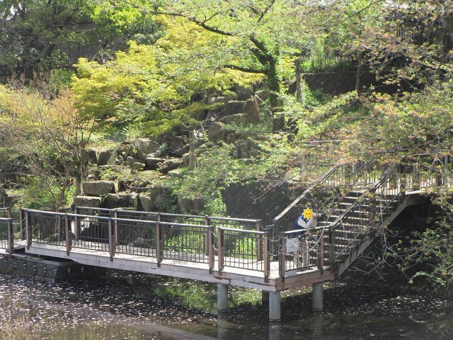 〔岸根公園〕桜開花情報【2025年4月14日】の写真