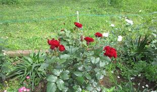 春薔薇（バラ）満開【2025年5月15日】