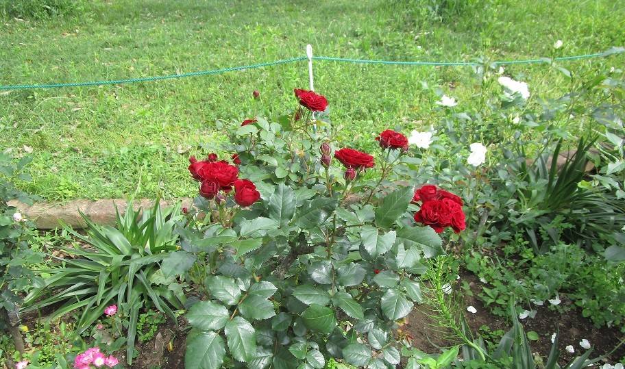 春薔薇(バラ)満開【2025年5月15日】の写真