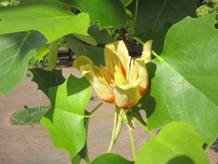 『ユリノキ』が咲き始めました【2025年5月1日】