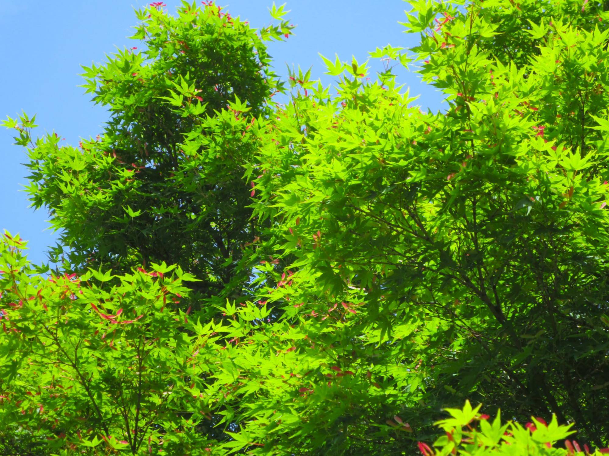 モミジの種ですの写真