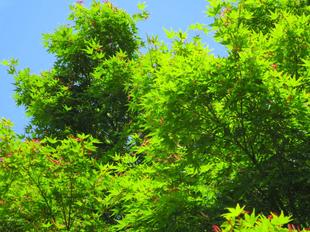 モミジの種です