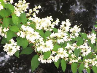 「夏は来ぬ♪」ウツギ（空木）の花が咲きました。
