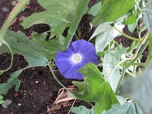 グリーンカーテン【2025年6月20日】