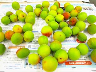 梅ジュースを仕込みましたヨ~