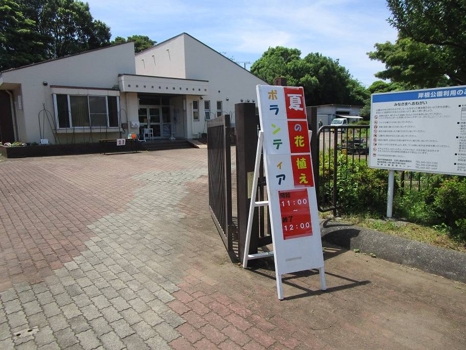 花植えボランティア【2025年6月7日】の写真