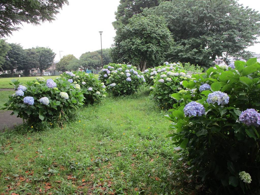 梅雨の紫陽花(アジサイ)の写真