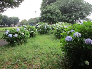 梅雨の紫陽花(アジサイ)