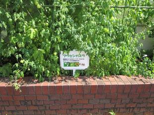 風船葛（フウセンカズラ）の実