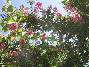 サルスベリが咲いています