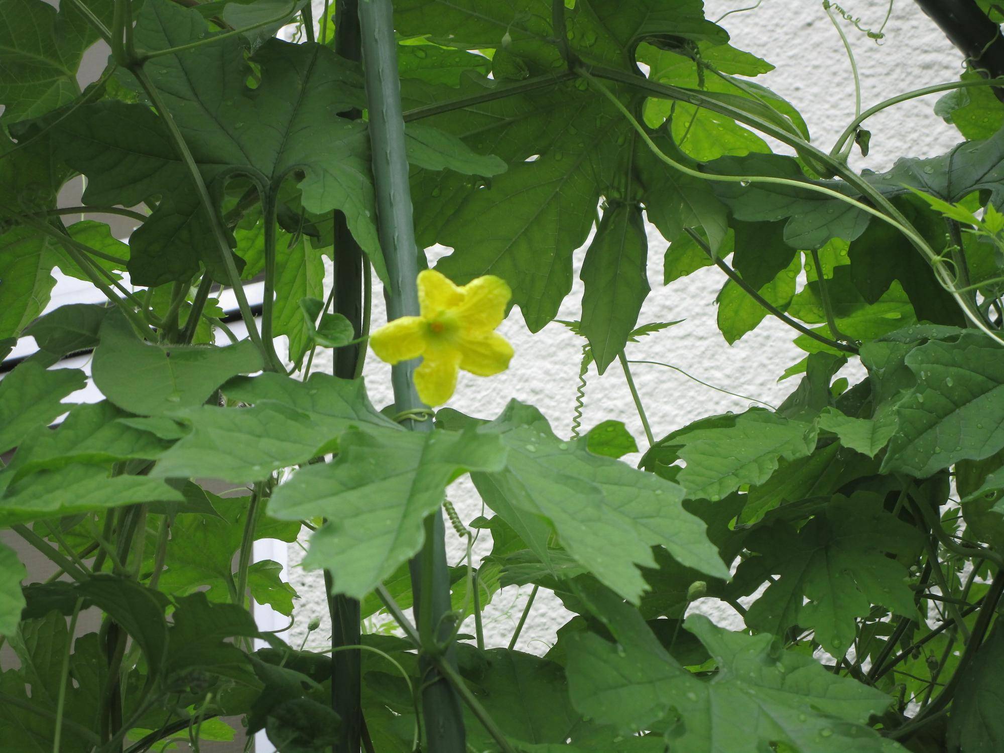 ゴーヤが実をつけましたの写真