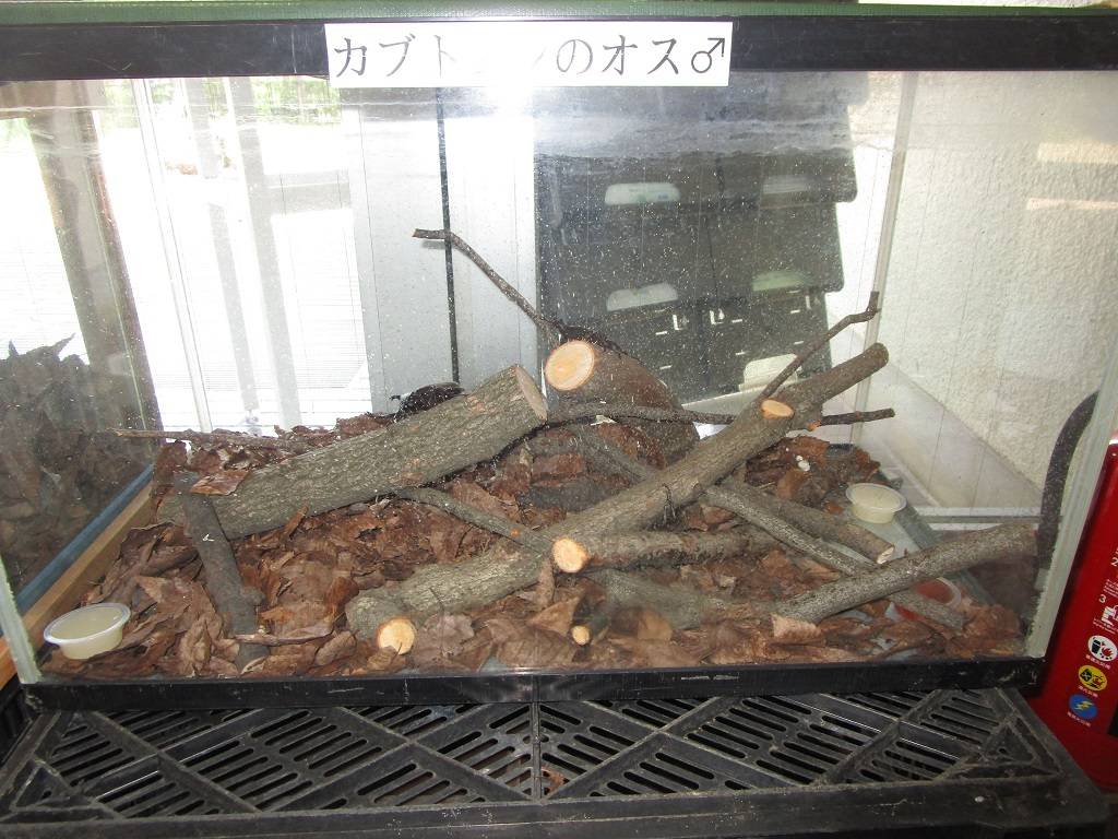 カブトムシ展示中【2025年7月9日】の写真